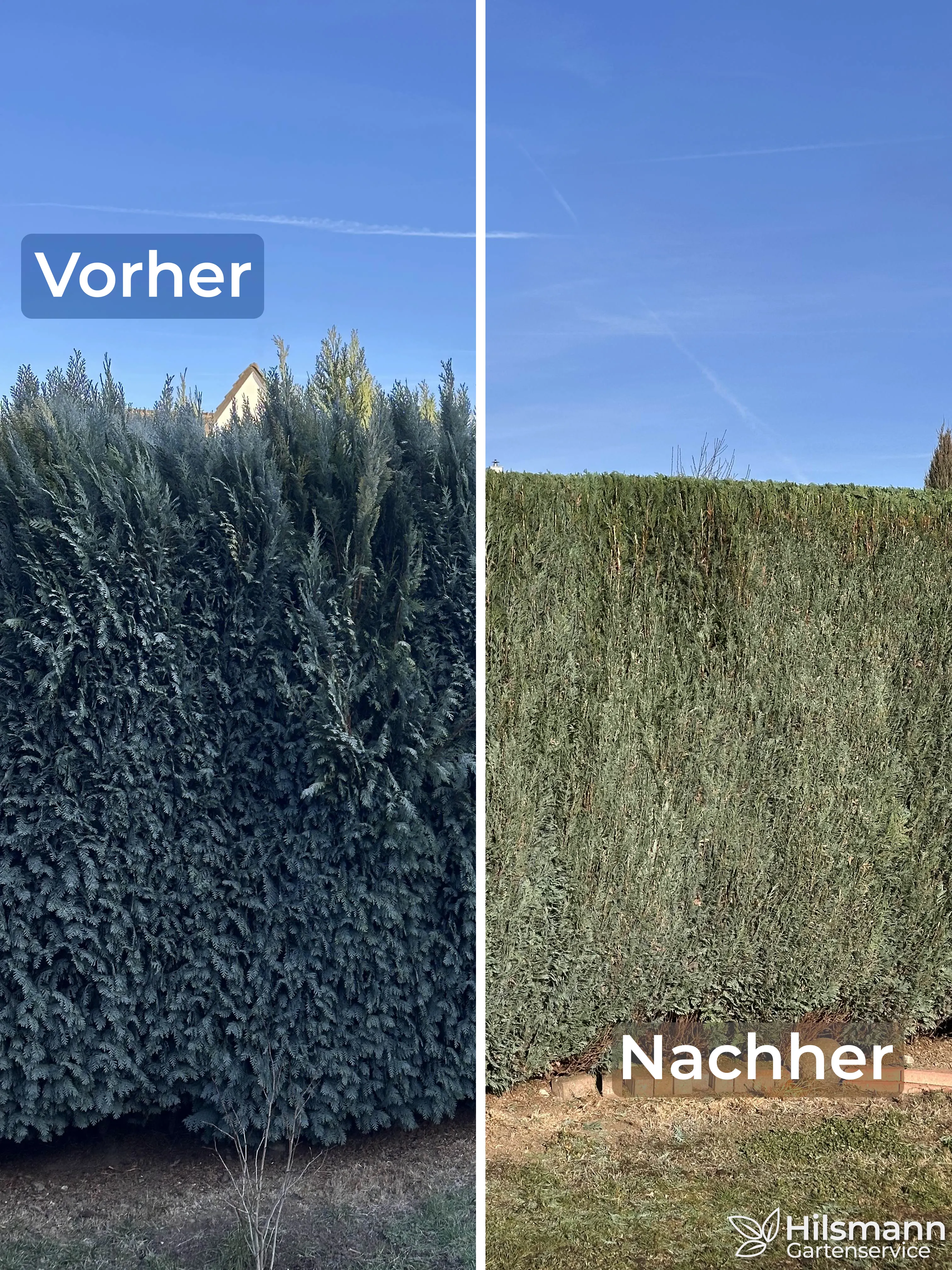 Scheinzypresse Vorher/Nachher